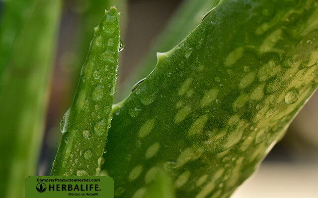 Bajar de peso con aloe vera